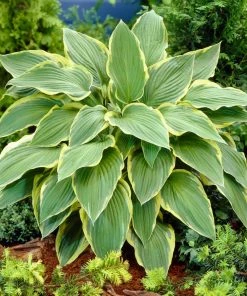 Roots Plants Hosta 'Yellow River'