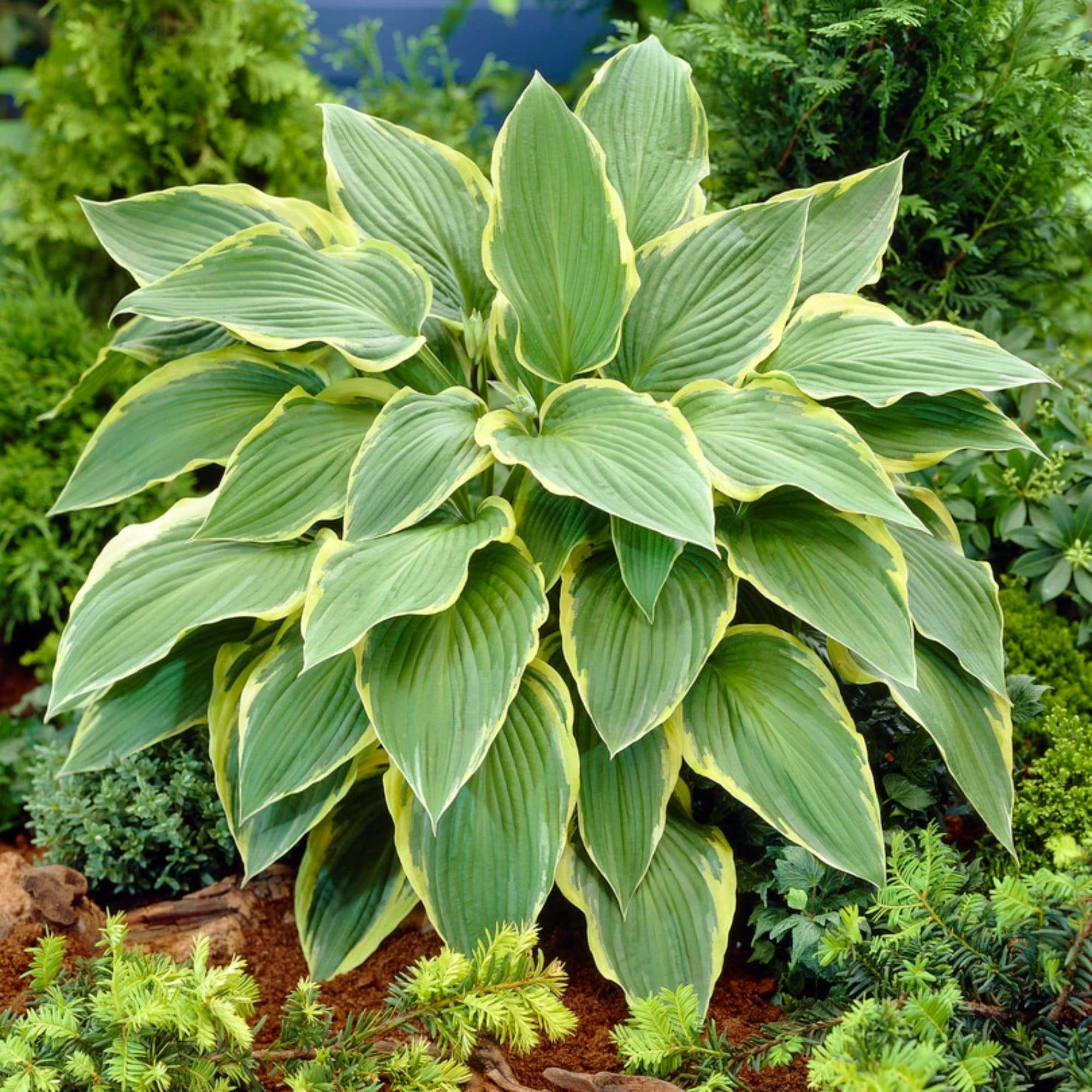 Roots Plants Hosta 'Yellow River' 3 Roots Plants Hosta 'Yellow River'