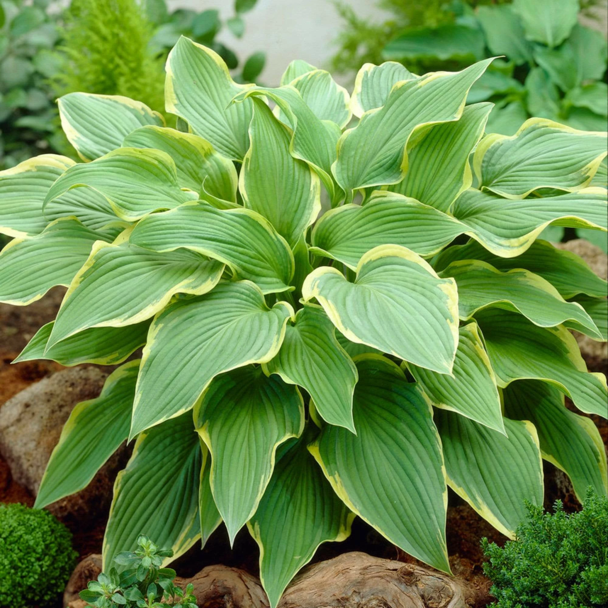 Roots Plants Hosta 'Yellow River' 4 Roots Plants Hosta 'Yellow River'
