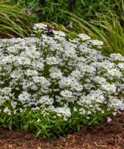 Roots Plants Iberis 'Snowsurfer Forte' | 10.5cm Pot Perennials