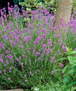 Roots Plants Perennials Lavender 'Hidcote Improved'