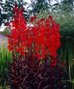 Roots Plants Lobelia 'Queen Victoria' Perennials