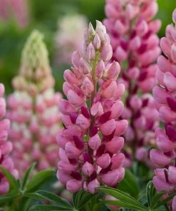Roots Plants Lupin Legendary'Shades Of Pink' | 1L Pot