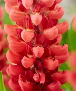 Roots Plants Perennials Red Yellow & Orange Perennial Plants Collection | Summer Flame Collection