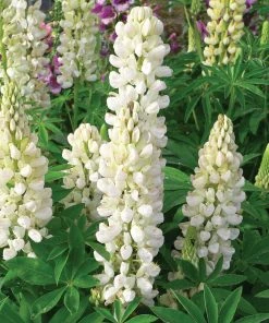 Roots Plants Lupin Legendary Shades Collection | 6 X 1L Pots