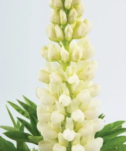 Roots Plants Lupin Legendary 'Shades Of White' Perennials