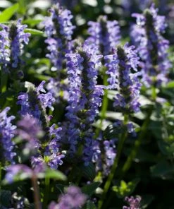 Roots Plants Perennials Catmint 'Blue Moon' | Nepeta | 10.5cm Pot