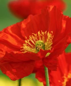 Roots Plants Papaver 'Champagne Bubbles Scarlet' | 10.5cm Pot