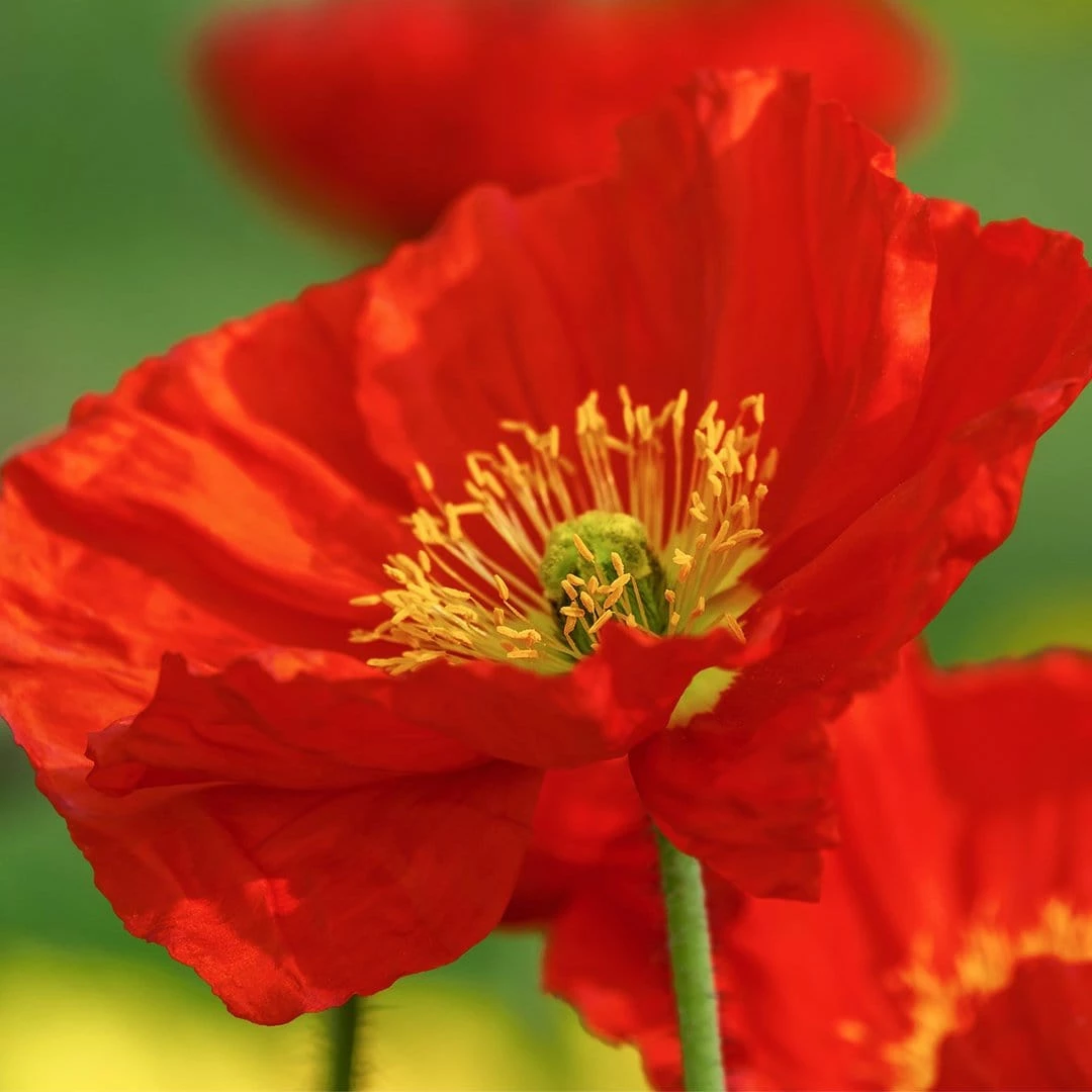 Roots Plants Papaver 'Collection - 6 X 10.5cm Plants' 6 Roots Plants Papaver 'Collection - 6 X 10.5cm Plants'