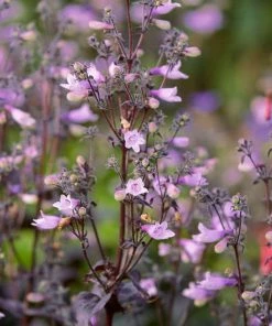 Roots Plants Perennials Penstemon'Pristine Lilac Purple' | 10.5cm Pot