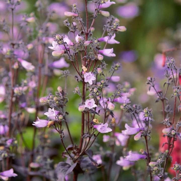 Roots Plants Pink & Purple Perennial Plants Collection | Flower, Foliage And Height 7 Roots Plants Pink & Purple Perennial Plants Collection | Flower, Foliage And Height