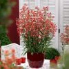 Roots Plants Perennials Penstemon Pristine Scarlet 10.5cm