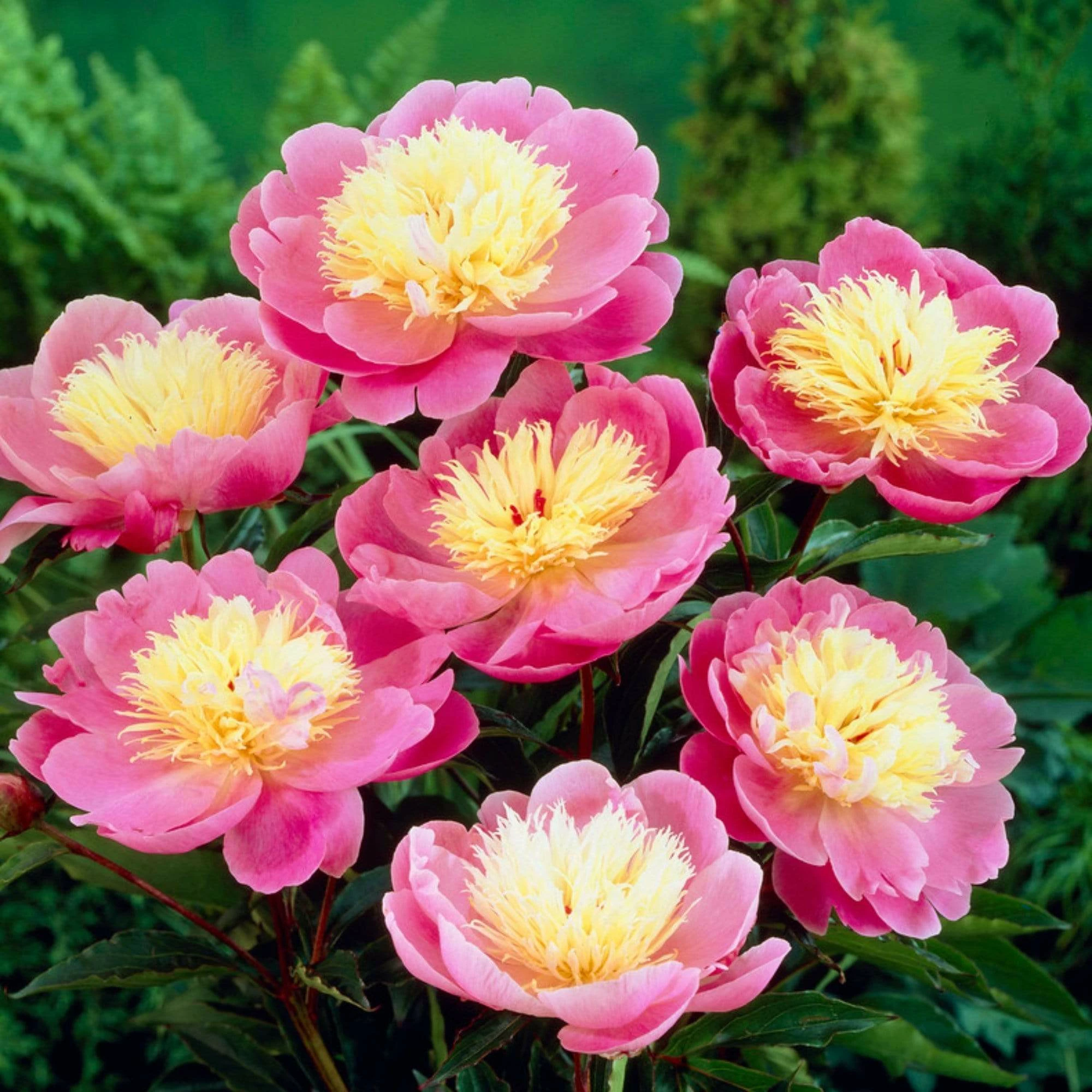 Roots Plants Peony 'Bowl Of Beauty' | 3L Pot Perennials 3 Roots Plants Peony 'Bowl Of Beauty' | 3L Pot Perennials