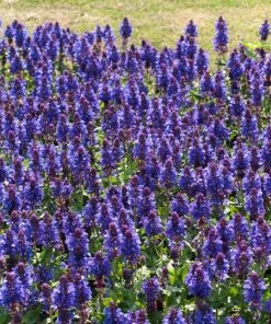 Roots Plants Perennials Salvia 'Blue Marvel'