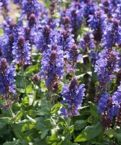 Roots Plants Perennials Salvia 'Fashionista Midnight Model' | 10.5cm Pot