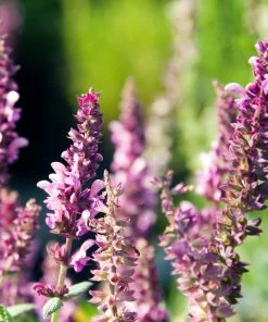 Roots Plants Salvia 'Rose Marvel' Perennials