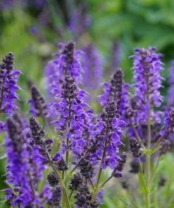 Roots Plants Salvia 'Salvatore Blue' | 10.5cm Pot Perennials