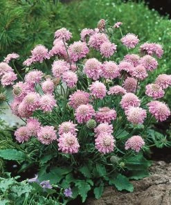 Roots Plants Scabiosa 'Pink Diamonds' | 10.5cm Pot Perennials