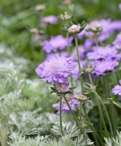 Roots Plants Scabious 'Blue Note' | 10.5cm Pot