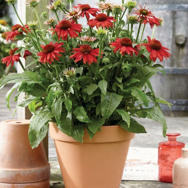 Roots Plants Echinacea 'Sombrero Salsa Red' 3 Roots Plants Echinacea 'Sombrero Salsa Red'
