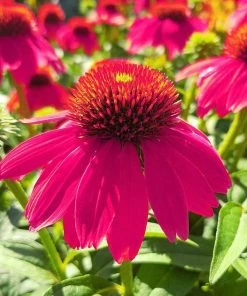 Roots Plants Echinacea 'Sombrero Rose' Perennials