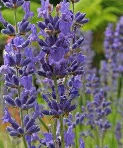 Roots Plants Lavender 'Folgate' | 2L Pot Perennials