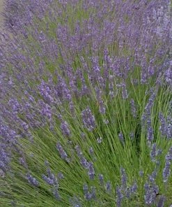 Roots Plants 15 Lavender 'Grosso' | Plug Plants Perennials
