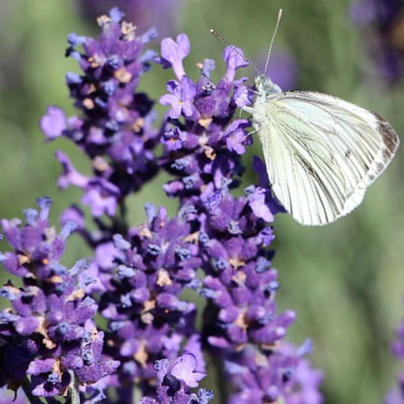 Roots Plants 15 Lavender 'Grosso' | Plug Plants Perennials 4 Roots Plants 15 Lavender 'Grosso' | Plug Plants Perennials