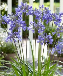 Roots Plants Agapanthus 'Ever Sapphire' 3L Pot