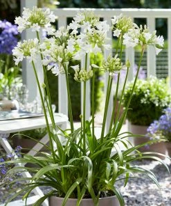Roots Plants Agapanthus 'Ever White' 3L Pot Perennials