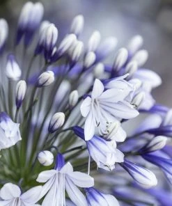 Roots Plants Agapanthus 'Fireworks' 3L Pot Perennials