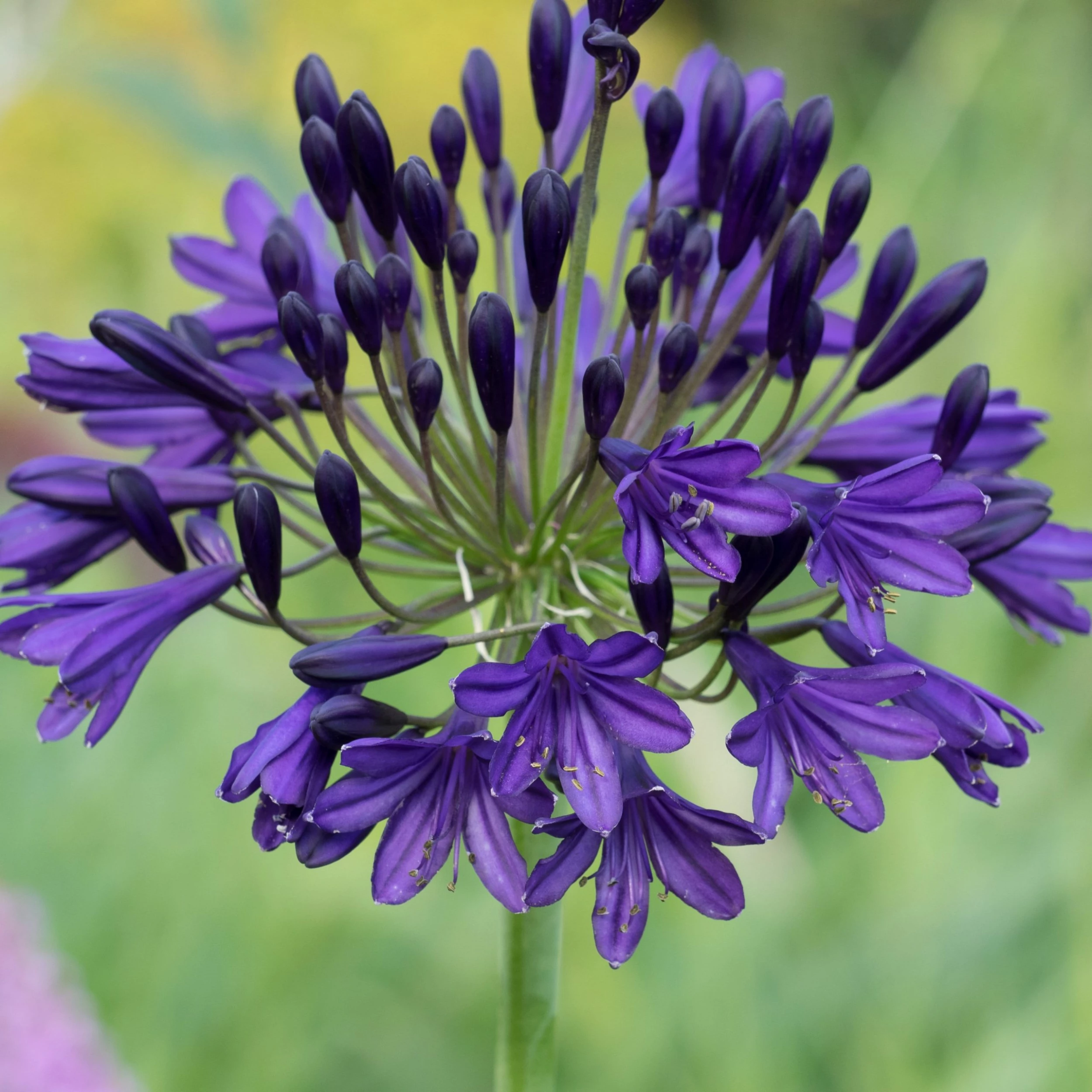 Roots Plants Perennials Agapanthus 'Royal Velvet' 3L Pot 3 Roots Plants Perennials Agapanthus 'Royal Velvet' 3L Pot