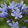 Roots Plants Perennials Agapanthus 'Sweet Surprise' 3L Pot