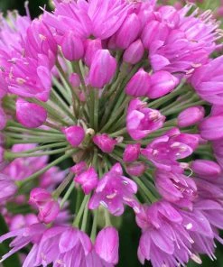 Roots Plants Allium Millenium' 3L Pot