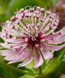 Roots Plants Perennials Astrantia'Sparkling Stars Pink' 3L Pot