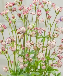 Roots Plants Perennials Astrantia 'Sparkling Stars Pink' 3L Pot 8 Roots Plants Perennials Astrantia 'Sparkling Stars Pink' 3L Pot