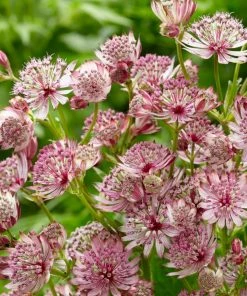 Roots Plants Perennials Astrantia 'Sparkling Stars Pink' 3L Pot 7 Roots Plants Perennials Astrantia 'Sparkling Stars Pink' 3L Pot