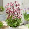 Roots Plants Astrantia 'Sparkling Stars Red' Perennials 2 Roots Plants Astrantia 'Sparkling Stars Red' Perennials