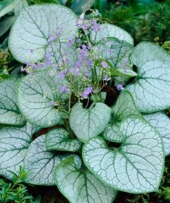Roots Plants Brunnera 'Jack Frost'