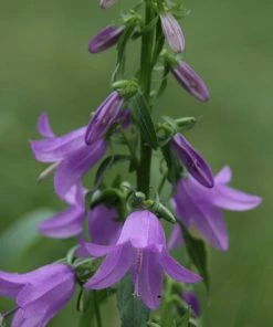 Roots Plants Perennials Campanula 'Sago' 3L Pot