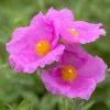 Roots Plants Perennials Cistus 'Creticus' 3L Pot 1 Roots Plants Perennials Cistus 'Creticus' 3L Pot