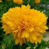 Roots Plants Perennials Coreopsis 'Golden Sphere' 3L Pot