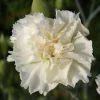 Roots Plants Perennials Dianthus 'Scented Memories'