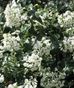 Roots Plants Escallonia 'Iveyi'