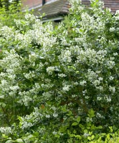 Roots Plants Escallonia 'Iveyi' 8 Roots Plants Escallonia 'Iveyi'