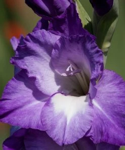 Roots Plants Gladioli 'Nori' 2L Pot