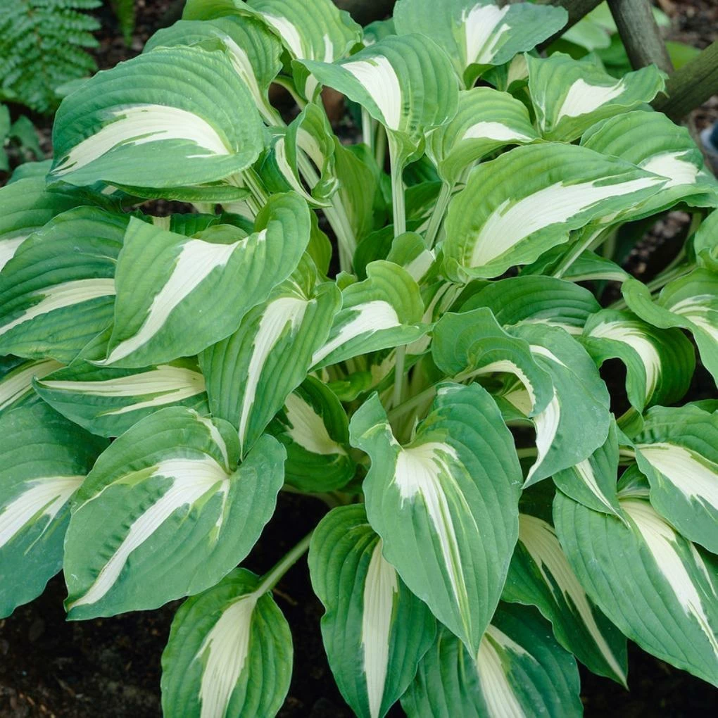 Roots Plants Perennials Hosta 'Night Before Christmas' 3L Pot 4 Roots Plants Perennials Hosta 'Night Before Christmas' 3L Pot