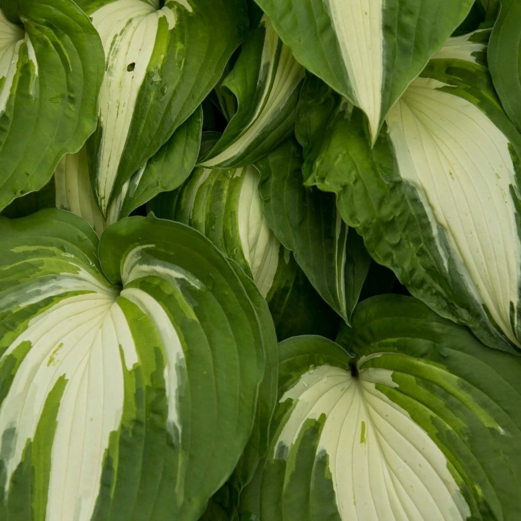Roots Plants Perennials Hosta 'Night Before Christmas' 3L Pot 5 Roots Plants Perennials Hosta 'Night Before Christmas' 3L Pot