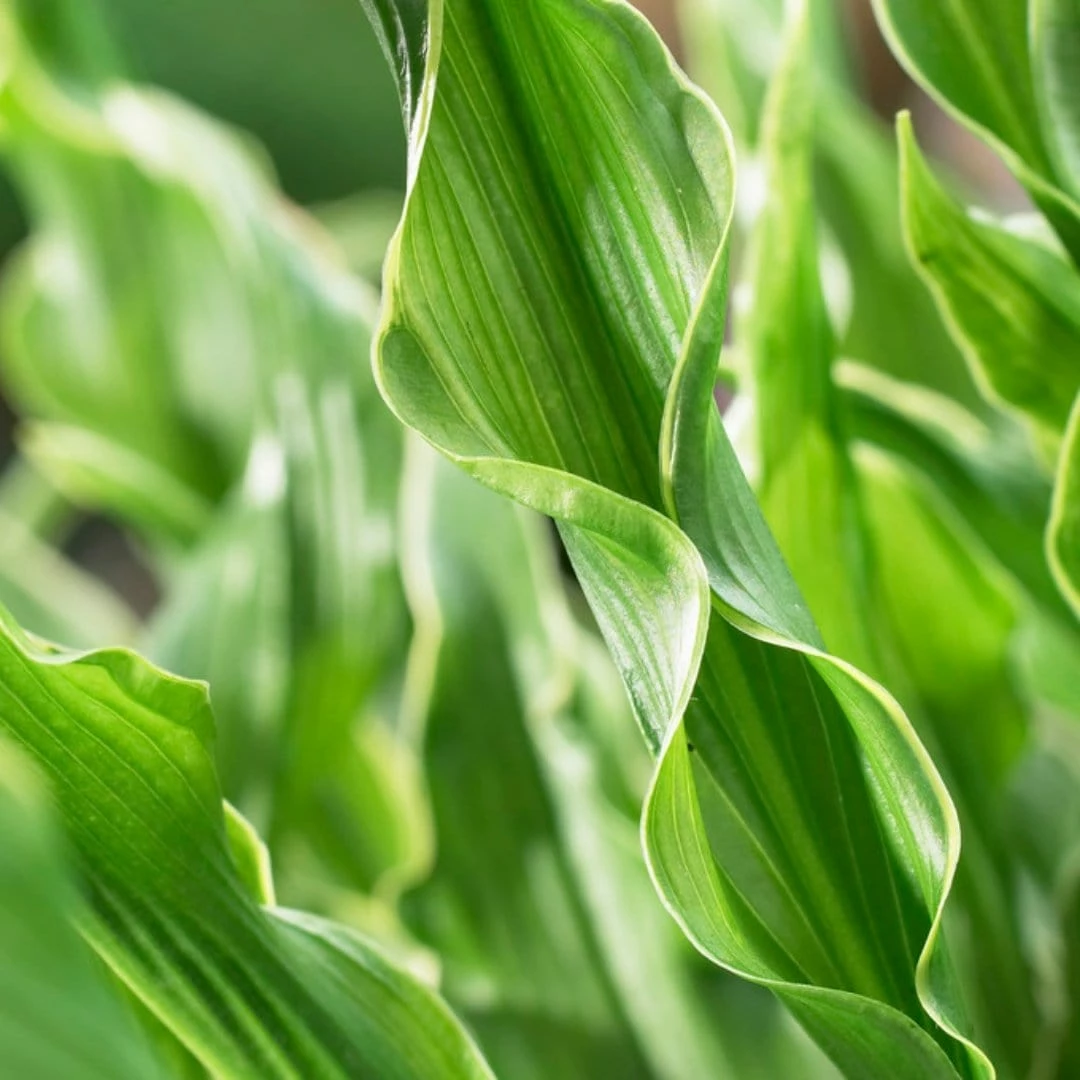 Roots Plants Perennials Hosta 'Praying Hands' 3L Pot 3 Roots Plants Perennials Hosta 'Praying Hands' 3L Pot