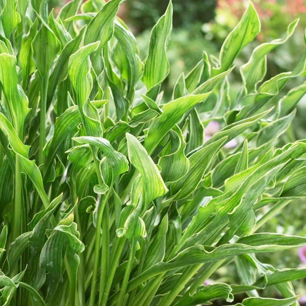 Roots Plants Perennials Hosta 'Praying Hands' 3L Pot 4 Roots Plants Perennials Hosta 'Praying Hands' 3L Pot